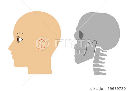 人の横顔と頭蓋骨のイラスト素材 5967