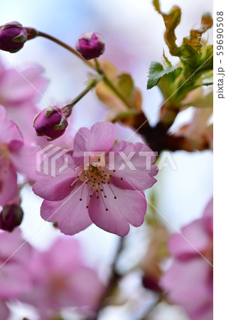 ピンクの桜 ピンクの桜 59690508
