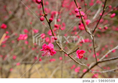 梅林の花 梅林の花 59690509