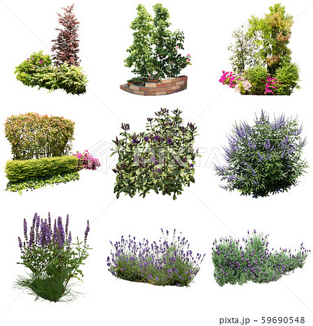 ガーデン寄せ植えの花素材 59690548