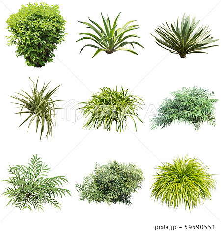 カラーリーフのガーデン寄せ植え 59690551