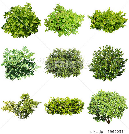 カラーリーフのガーデン植物素材 59690554