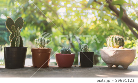 cactus in small plastic pot decorated on wooden table with blurred nature background 59691123