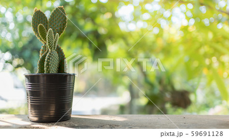 cactus in small plastic pot decorated on wooden table with blurred nature background 59691128