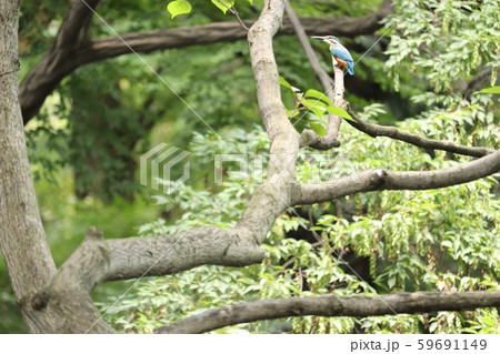 飛ぶ宝石　青いしあわせの鳥　カワセミ 59691149