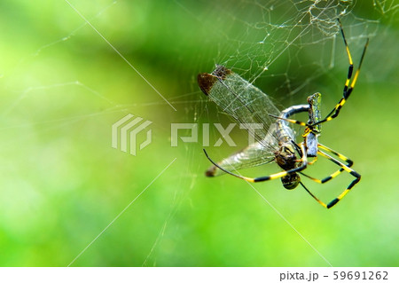ジョロウグモがトンボを狩る ジョロウグモがトンボを狩る 59691262