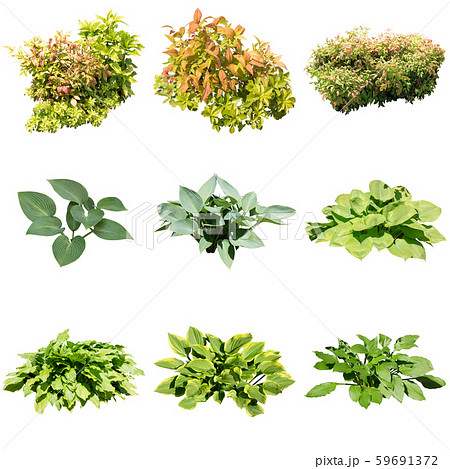 カラーリーフのギボウシ植物素材 カラーリーフのギボウシ植物素材 59691372