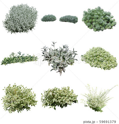 シルバーリーフの植物素材 59691379