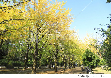 イチョウ並木と青い空 59691566