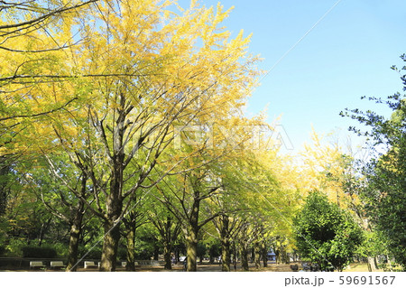 イチョウ並木と青い空 59691567