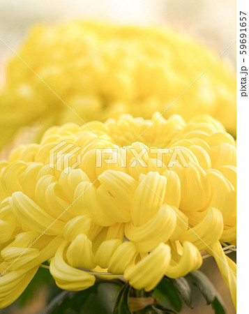 菊の花 菊の花 59691657