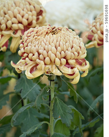 菊の花　巴錦 59691698