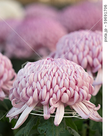 菊の花 59691706