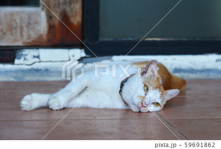 Beautiful cat lying on floor at the rural house 59691862