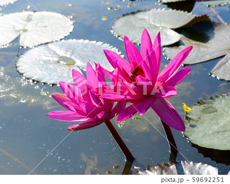 Waterlily flowers on the lake in Mekong Delta Waterlily flowers on the lake in Mekong Delta 59692251