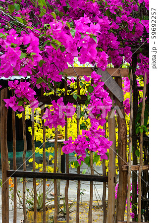 Beautiful magenta bougainvillea flowers 59692257