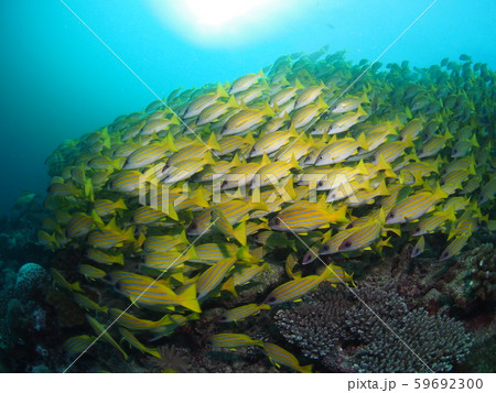 魚の群れ 魚の群れ 59692300