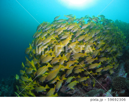 魚の群れ 59692306