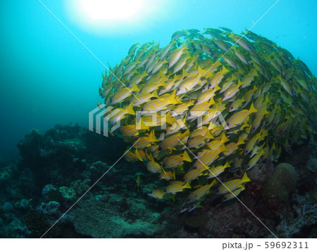 魚の群れ 59692311