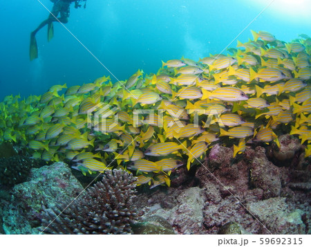 魚の群れ 魚の群れ 59692315