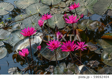 Waterlily flowers on the lake in Mekong Delta Waterlily flowers on the lake in Mekong Delta 59692404