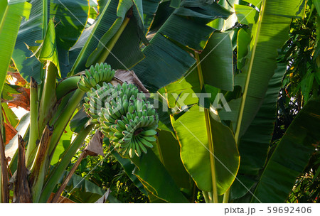 Banana plant and fruits at the plantation Banana plant and fruits at the plantation 59692406