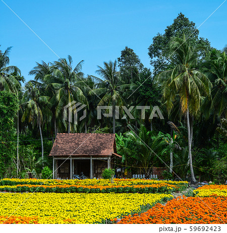 Flower field in Mekong Delta, Vietnam 59692423