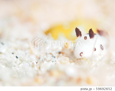 ブチウミウシ 59692652