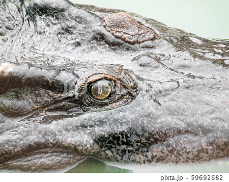 Crocodiles close up in Thailand 59692682