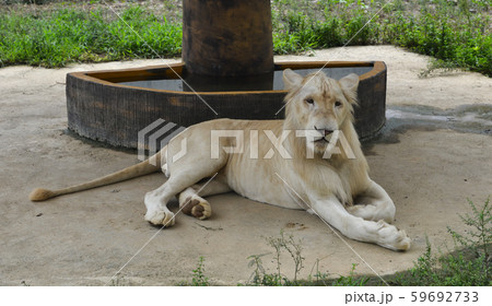 White Transvaal lion (Panthera leo krugeri) White Transvaal lion (Panthera leo krugeri) 59692733