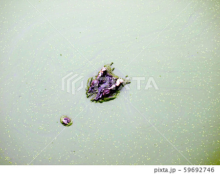 Crocodiles close up in Thailand Crocodiles close up in Thailand 59692746