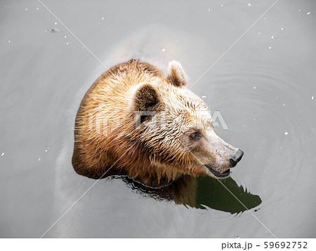 Brown Bear Brown Bear 59692752