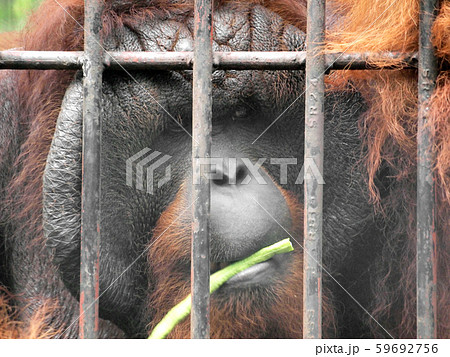 Monkey in a cage 59692756