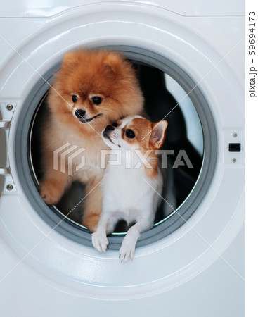 Dog puppie couple in washing machine with happy face Dog puppie couple in washing machine with happy face 59694173