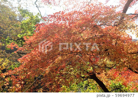 紅葉 59694977