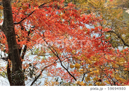 紅葉 59694980
