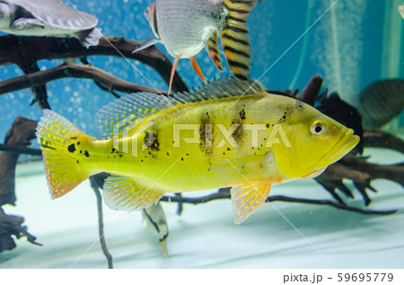 fish cichla fish cichla 59695779