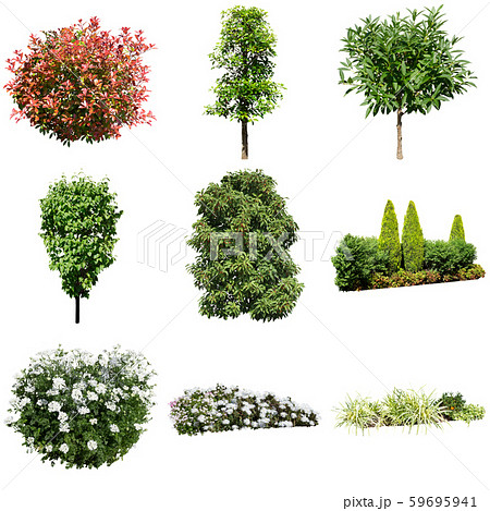 カラーリーフガーデン植物切り抜き 59695941