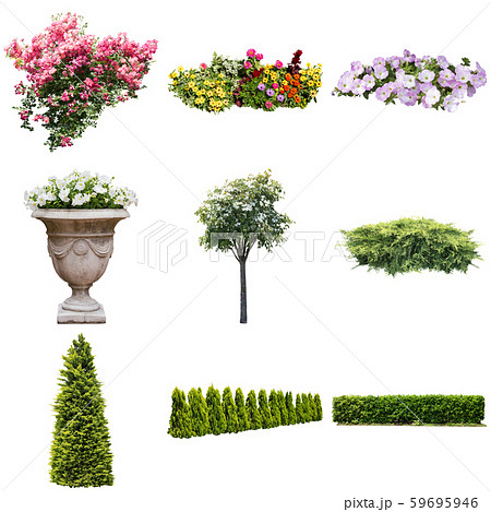 カラーリーフガーデン植物切り抜き 59695946