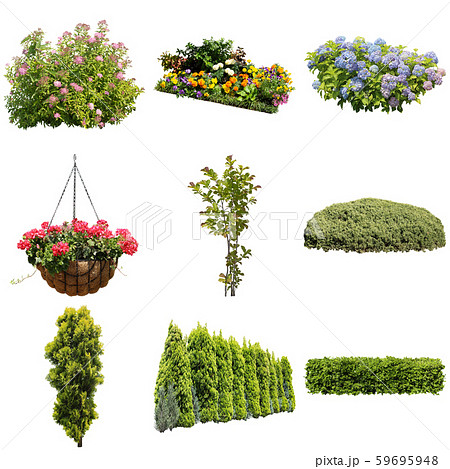 カラーリーフガーデン植物切り抜き 59695948