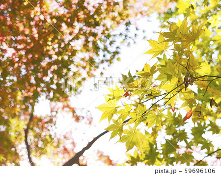 紅葉11月東桂苑【新潟県関川村】 紅葉11月東桂苑【新潟県関川村】 59696106