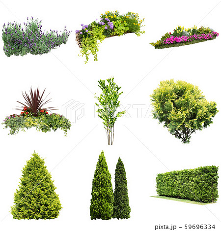 カラーリーフガーデン植物切り抜き 59696334