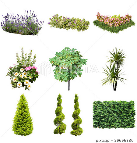 カラーリーフガーデン植物切り抜き 59696336