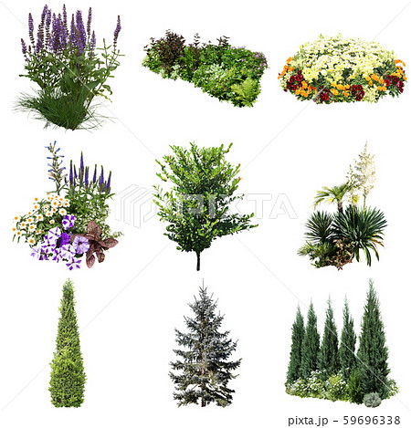 カラーリーフガーデン植物切り抜き 59696338