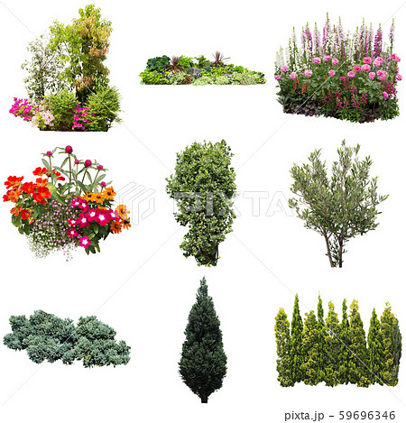 カラーリーフガーデン植物切り抜き 59696346