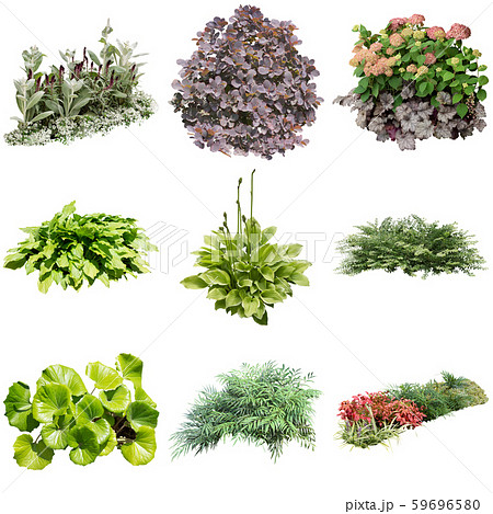 カラーリーフガーデン植物切り抜き カラーリーフガーデン植物切り抜き 59696580