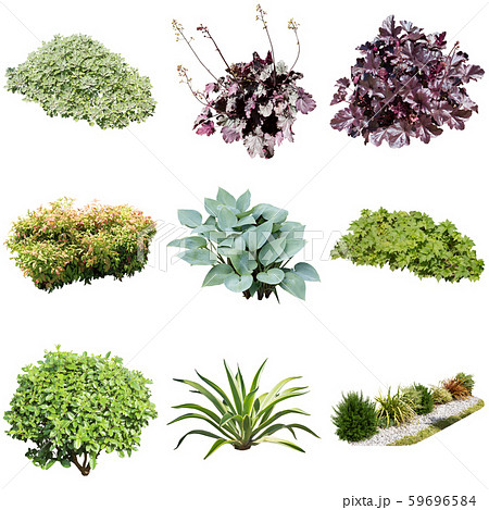 カラーリーフガーデン植物切り抜きのイラスト素材