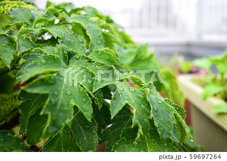 霧がかった明日葉 59697264