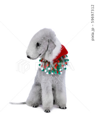 Lovely Bedlington Terrier dog dressed in a Santa Lovely Bedlington Terrier dog dressed in a Santa 59697312