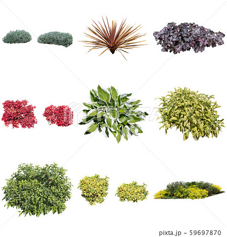 カラーリーフのガーデン寄せ植え 59697870